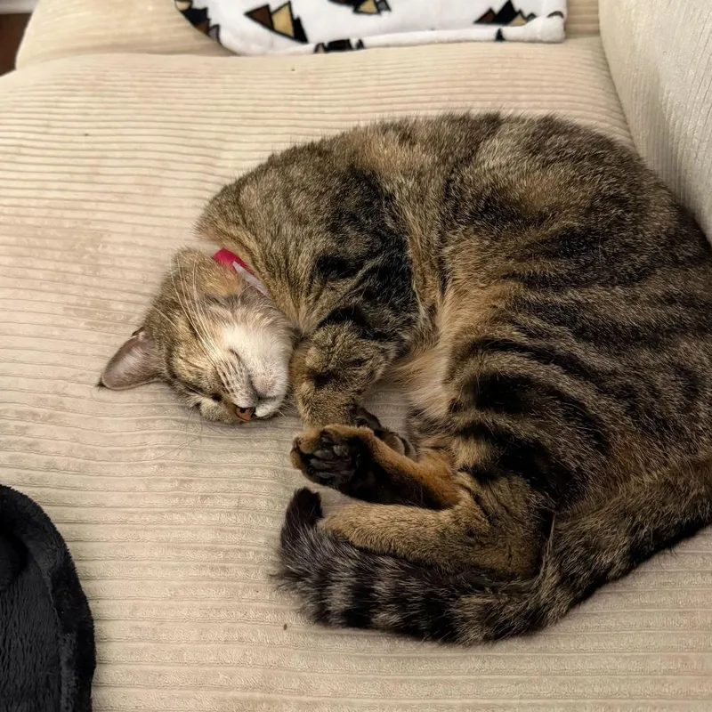 An adult medium-sized female Brown / Chocolate Domestic Short Hair cat named Sadie for adoption in Evansville, IN