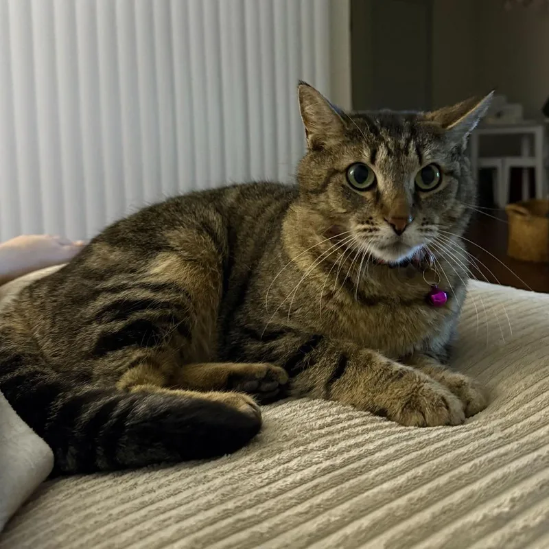 Sadie thumbnail 5