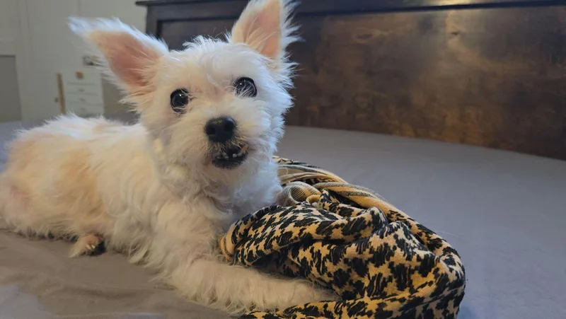 A senior small-sized female Maltese dog named Piper Austin for adoption in Luling, TX