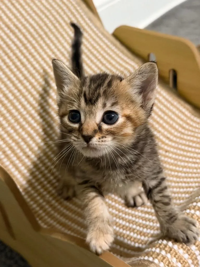 A baby small-sized female Domestic Short Hair cat named Beverley Leslie for adoption in Newnan, GA
