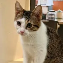 A baby small-sized female Brown / Chocolate Domestic Short Hair cat named Buzz for adoption in Pleasanton, CA