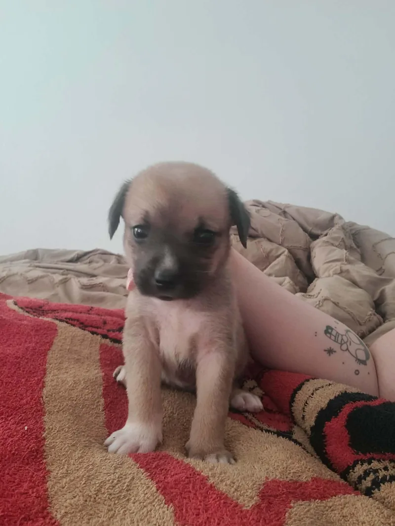 A baby medium-sized female Yellow / Tan / Blond / Fawn Shepherd dog named Tiger Lily for adoption in Seguin, TX