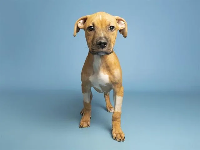 Kuzco
