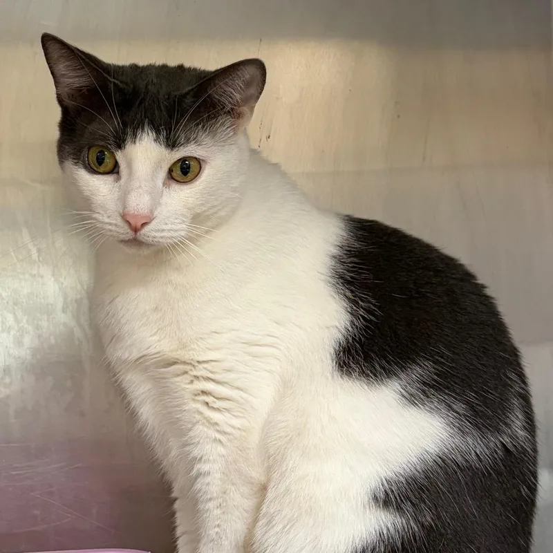 An adult large-sized female White Domestic Medium Hair cat named Milkshake for adoption in Ashtabula, OH