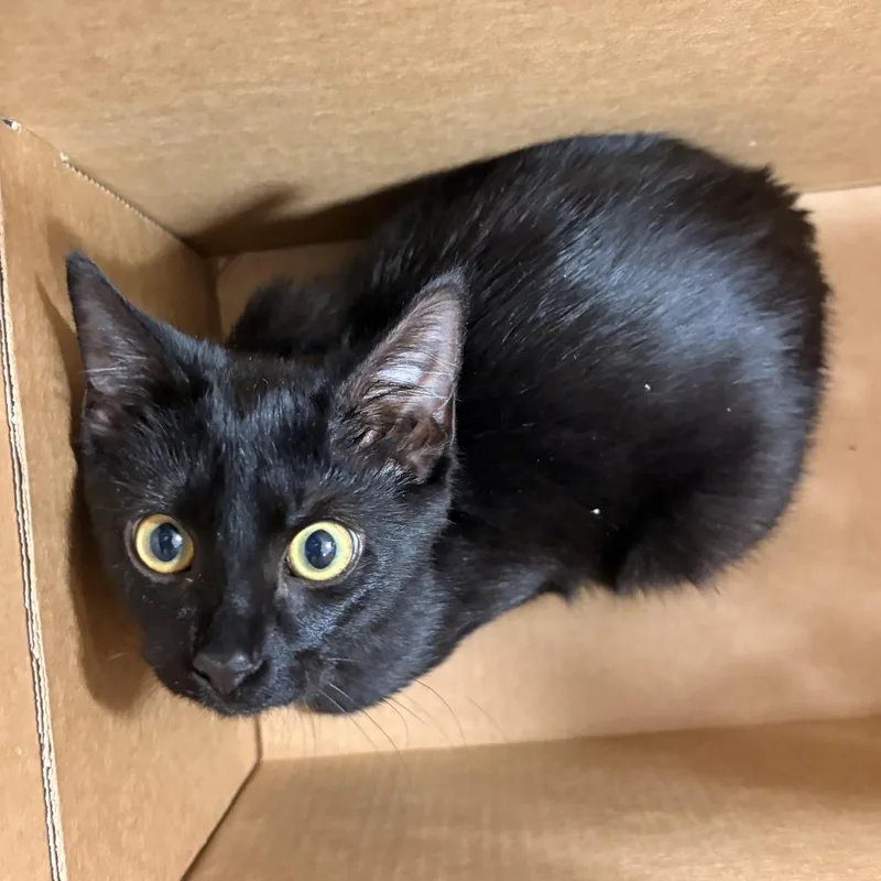 A young medium-sized female Black Domestic Short Hair cat named Bombai for adoption in Newark, NJ