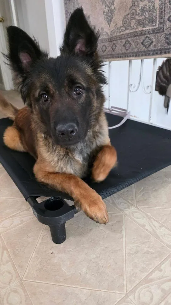 A young medium-sized female Tricolor (Brown, Black, & White) Belgian Shepherd / Malinois dog named Azly  Located in for adoption in Imlay City, MI