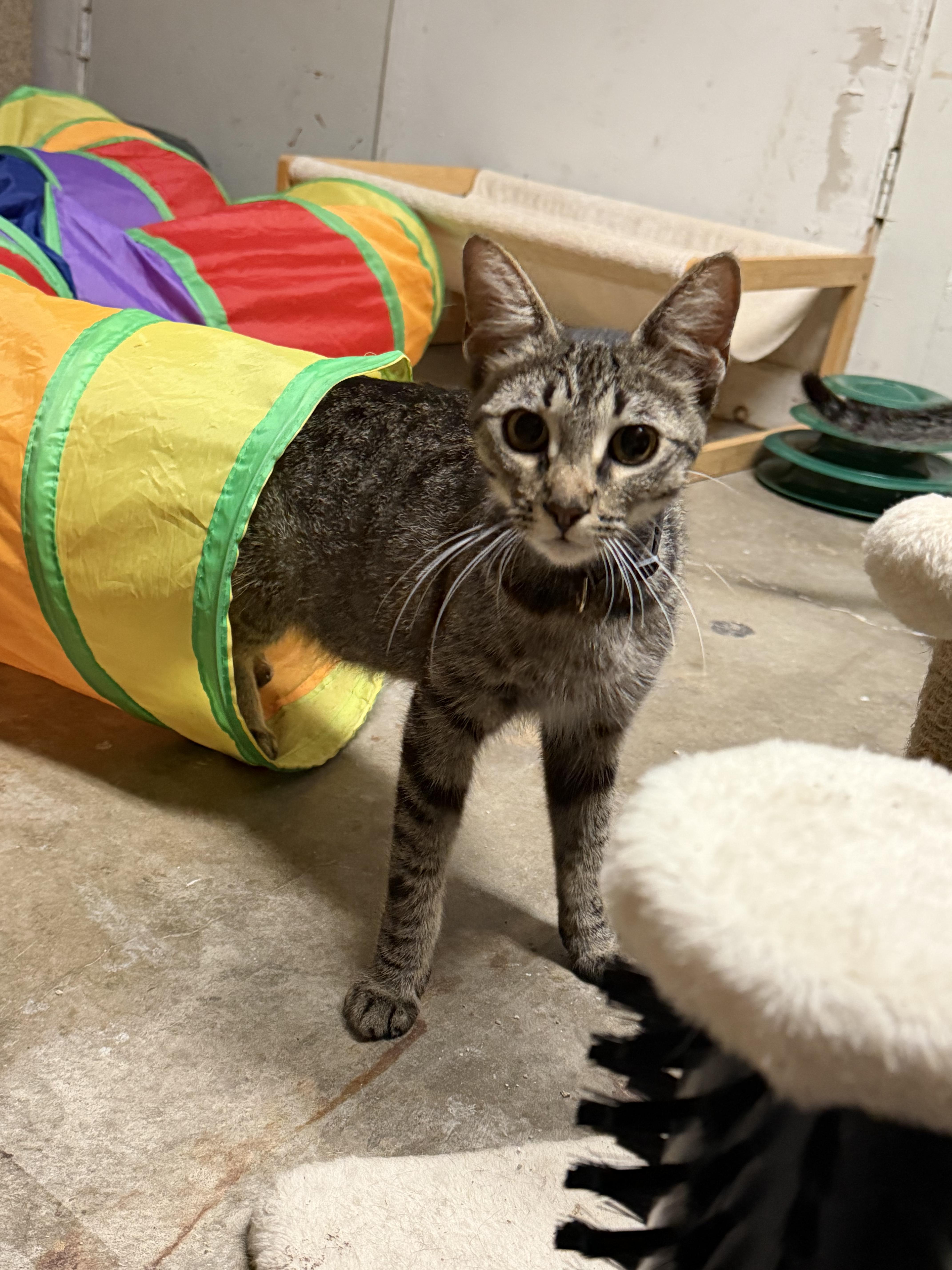 A young medium-sized female Tabby (Gray / Blue / Silver) Domestic Short Hair cat named Lil Bit for adoption in Burbank, CA