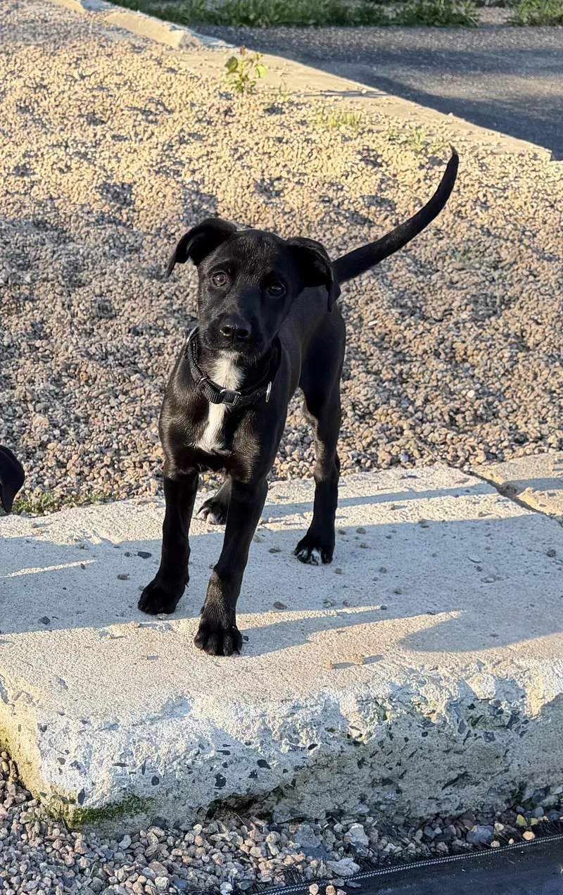 A baby medium-sized female Labrador Retriever dog named Cha Cha for adoption in Kutztown, PA