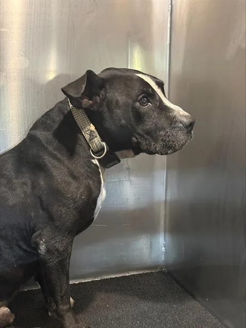 A senior large-sized male Pit Bull Terrier dog named King Garcia for adoption in San Antonio, TX