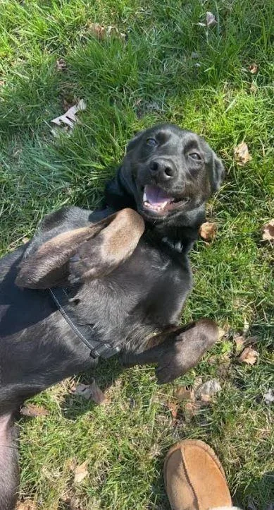 An adult medium-sized male Black Australian Cattle Dog / Blue Heeler named Jesse for adoption in Milford, NJ