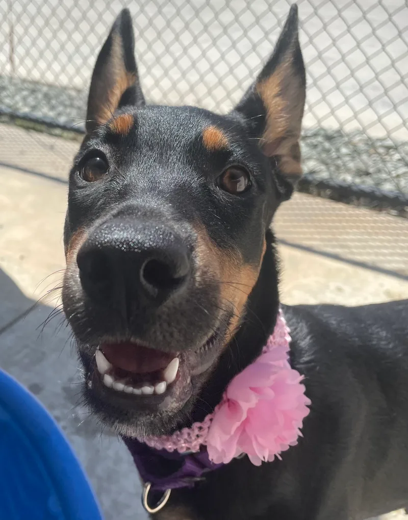 Cleopatra thumbnail 3