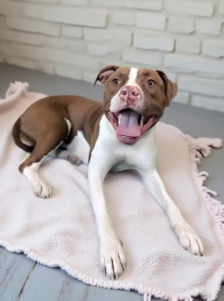 An adult medium-sized female Pit Bull Terrier dog named Cinnamon for adoption in Pasadena, CA