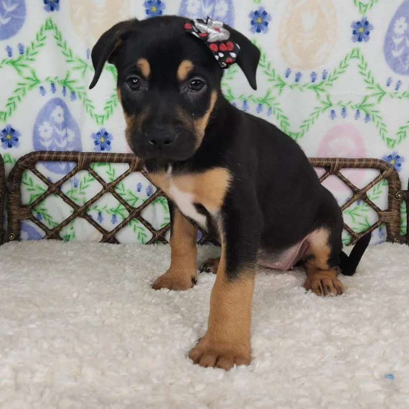 A baby small-sized female Brown / Chocolate Great Dane dog named Butterbean Supreme for adoption in Fort Wayne, IN