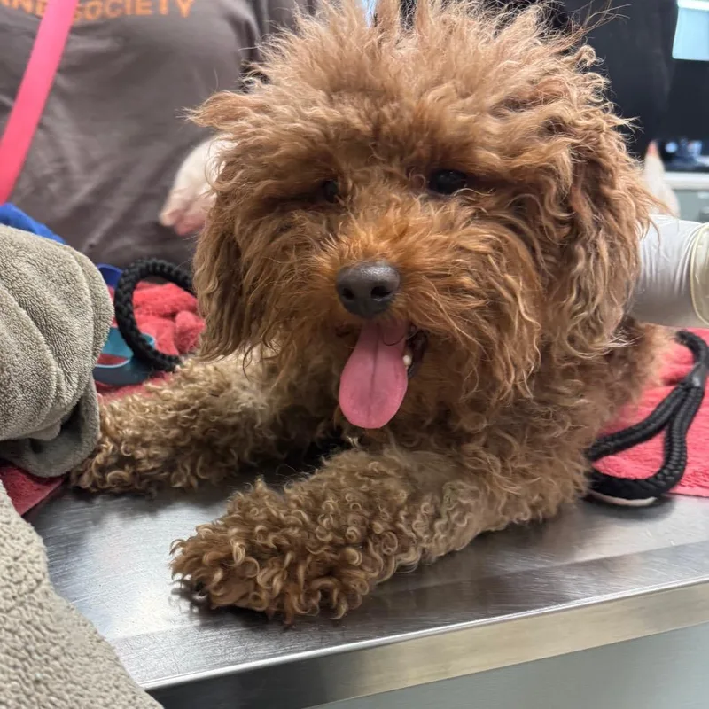 An adult small-sized male Brown / Chocolate Mixed Breed dog named Muffin for adoption in Jacksonville, FL