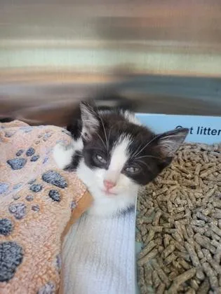 A baby small-sized female Domestic Short Hair cat named Moonie for adoption in Fishers, IN