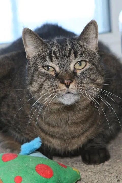 An adult large-sized female Tabby (Brown / Chocolate) Domestic Short Hair cat named Wallis for adoption in Minneapolis, MN