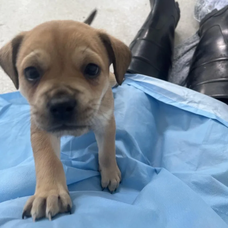 A baby small-sized female White / Cream Mixed Breed dog named Swirl for adoption in LOXAHATCHEE, FL