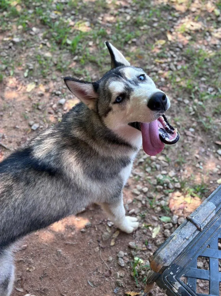 A young medium-sized male Husky dog named Blue for adoption in Danielsville, GA