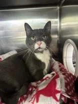 An adult medium-sized male Gray & White Domestic Short Hair cat named Bowser for adoption in Manitowoc, WI