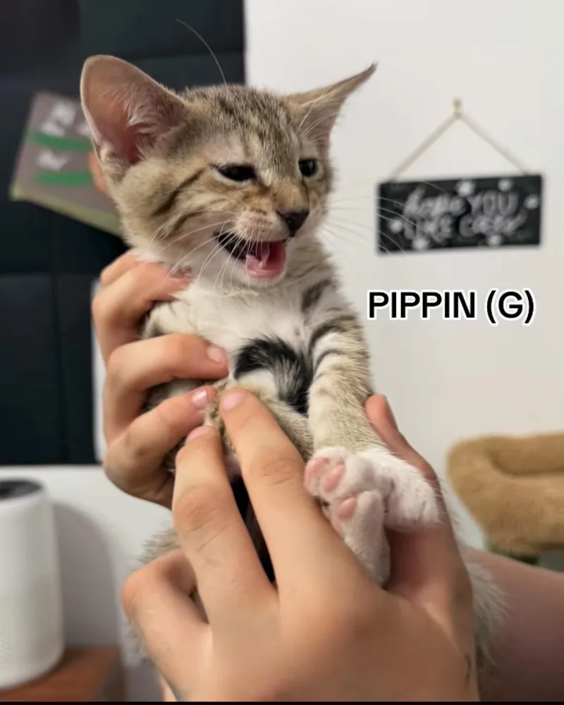 A baby small-sized female Domestic Short Hair cat named Pippin for adoption in Sneads Ferry, NC