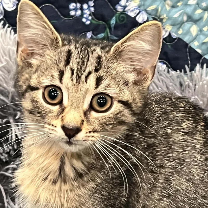 A baby medium-sized male Tabby cat named Riddler for adoption in Newark, NJ