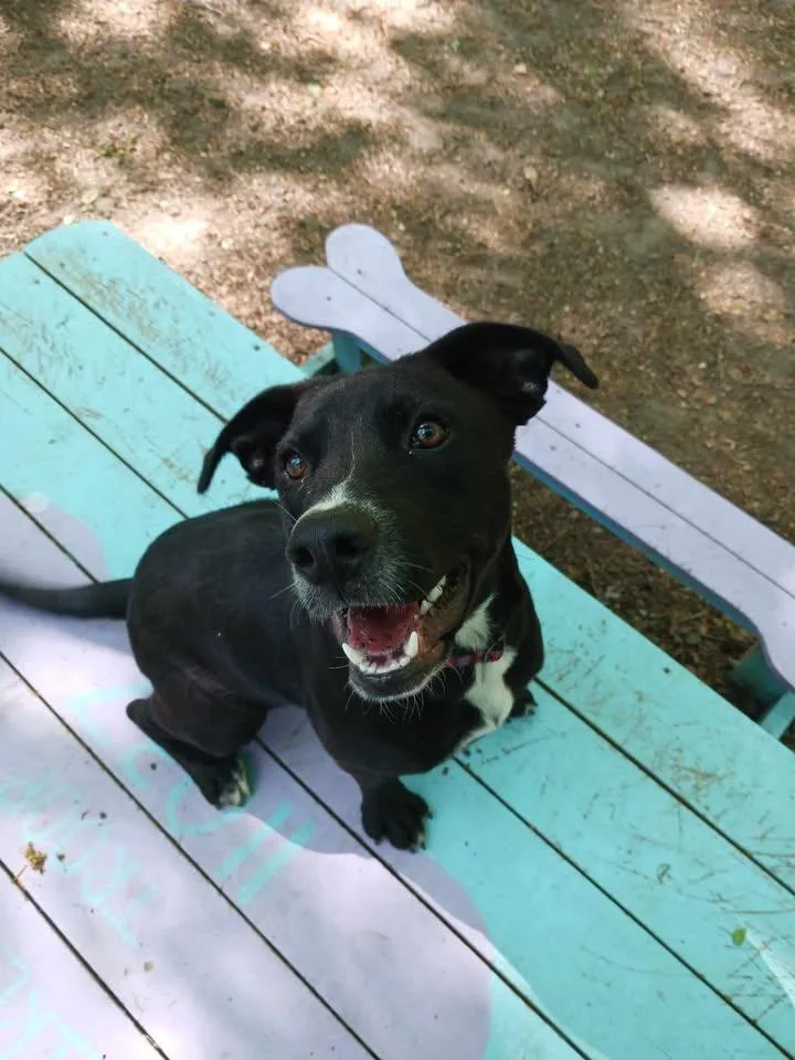 A young medium-sized male Black Black Labrador Retriever dog named Revere for adoption in Sunderland, MD