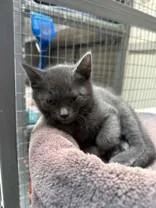 A young medium-sized male Gray / Blue / Silver Domestic Short Hair cat named Bowhead for adoption in Manitowoc, WI