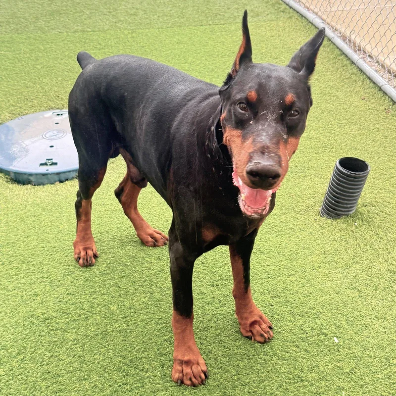 A young medium-sized male Doberman Pinscher dog named Creed for adoption in Oakland Park, FL