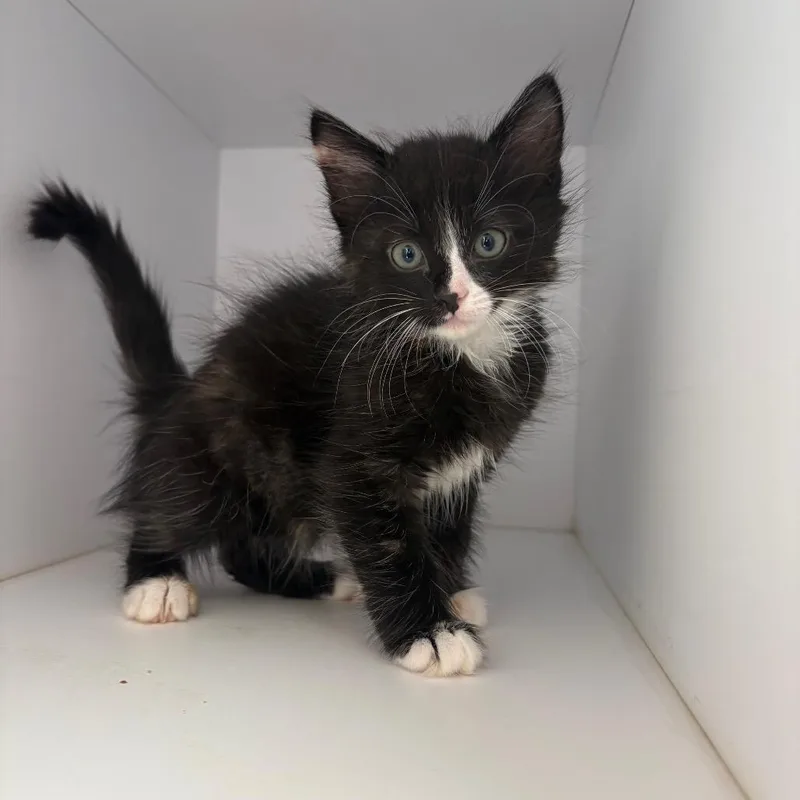 A baby small-sized female Tortoiseshell Domestic Medium Hair cat named Ruthie for adoption in Kanab, UT