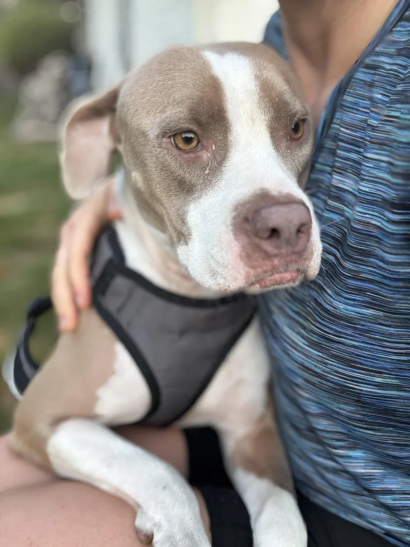 A young medium-sized female Pit Bull Terrier dog named Moka for adoption in Gainesville, VA