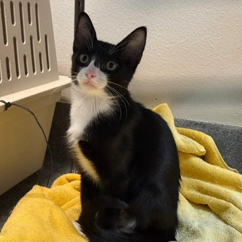 A young medium-sized male Black & White / Tuxedo Domestic Short Hair cat named Sassafras for adoption in Fort Collins, CO