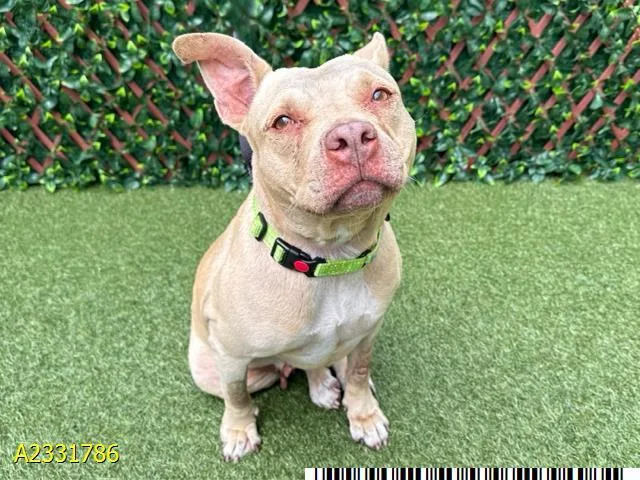 An adult medium-sized female Mixed Breed dog named Piglet for adoption in West Palm Beach, FL