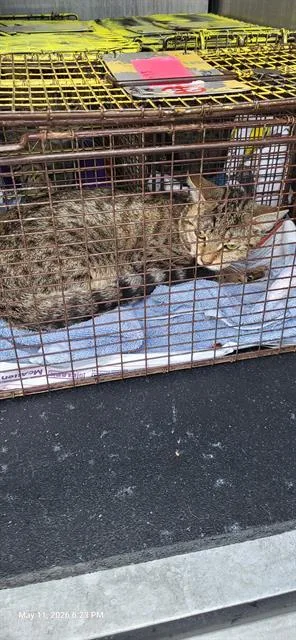 A young medium-sized male Domestic Short Hair cat named Taylor for adoption in San Antonio, TX