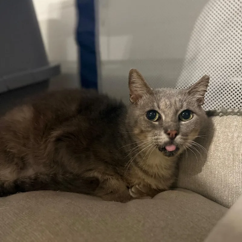 A senior small-sized male Gray / Blue / Silver Domestic Short Hair cat named Moth for adoption in Miami, FL