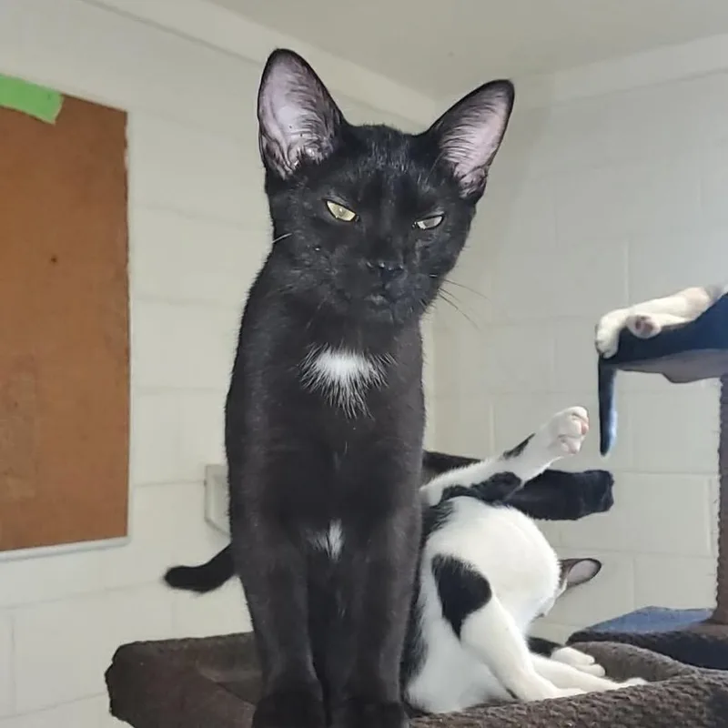 A baby small-sized female Domestic Short Hair cat named Luna for adoption in Eufaula, AL