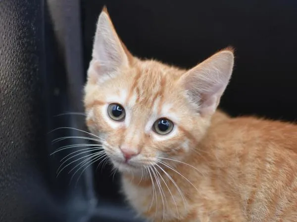 Cinnamon