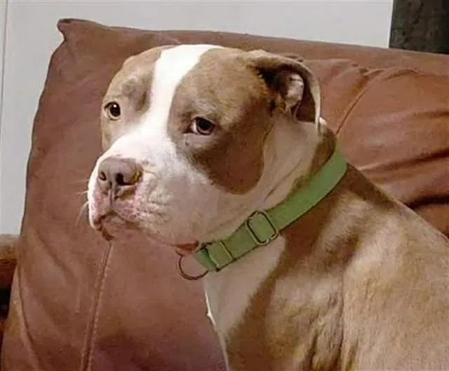 Maggie