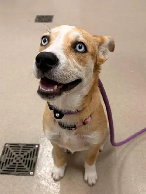A young small-sized female Husky dog named Chappell for adoption in Baytown, TX