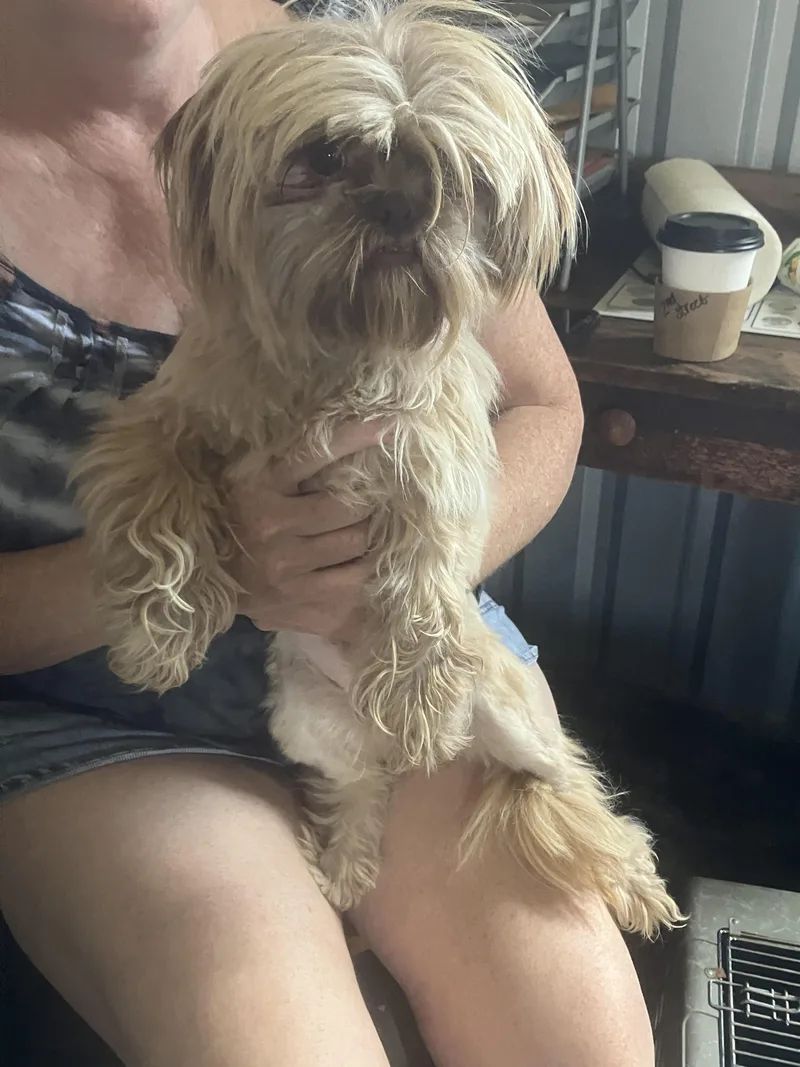 Sunshinelittle Wookie