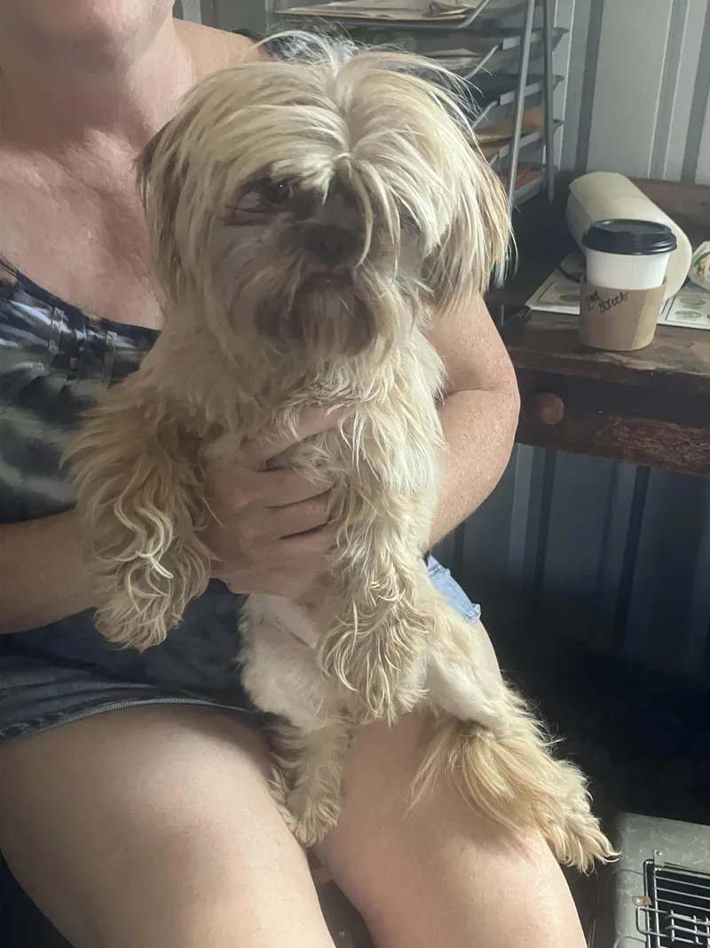 Sunshinelittle Wookie thumbnail 2