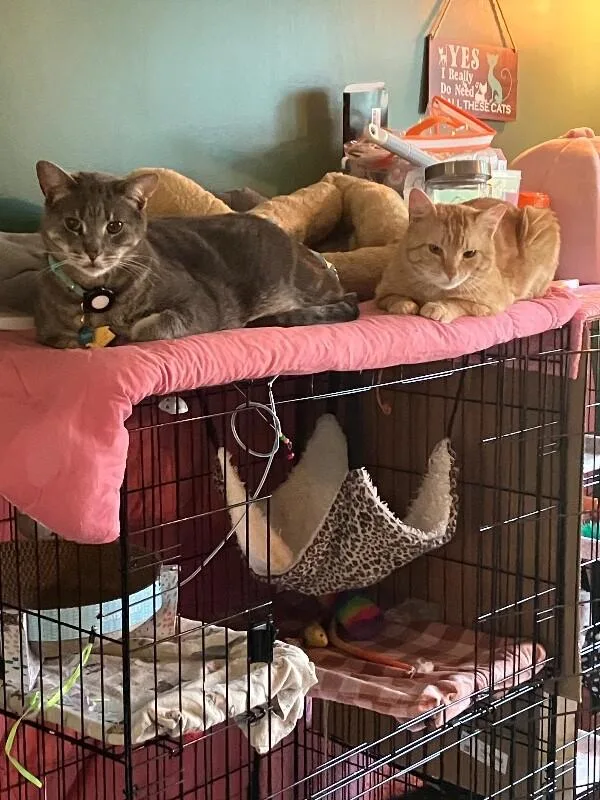 An adult medium-sized male Tabby (Orange / Red) Domestic Short Hair cat named Ducky for adoption in Colmar, PA