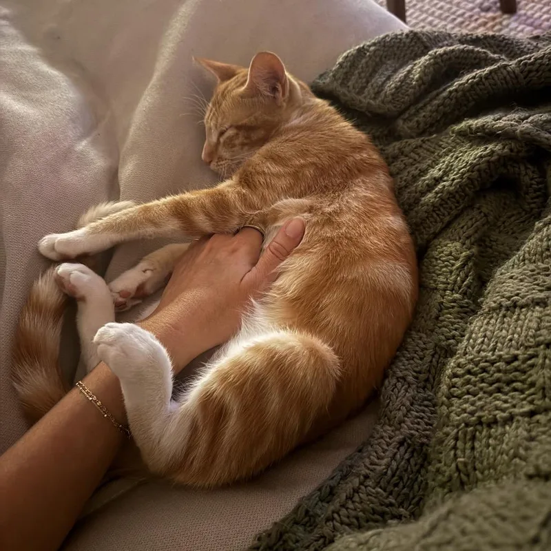 Ginger thumbnail 3