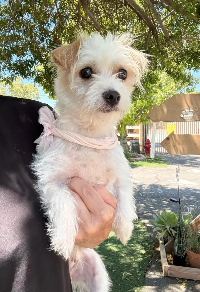 A young small-sized female White / Cream Maltese dog named Emily Rose for adoption in Temecula, CA