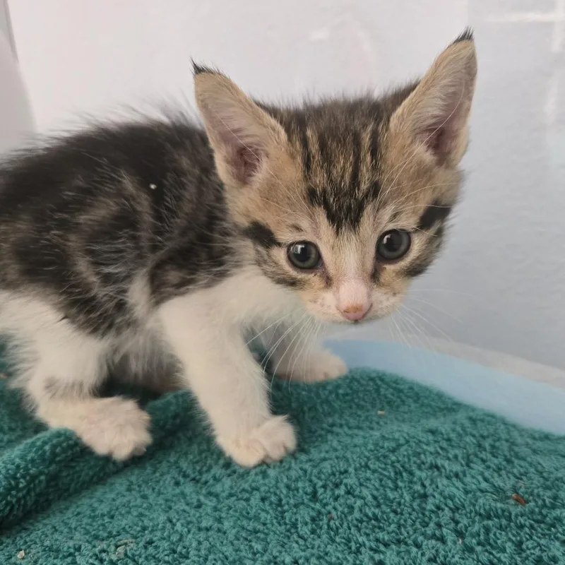 A baby small-sized female White Domestic Short Hair cat named Meowth for adoption in Desert Hot Springs, CA