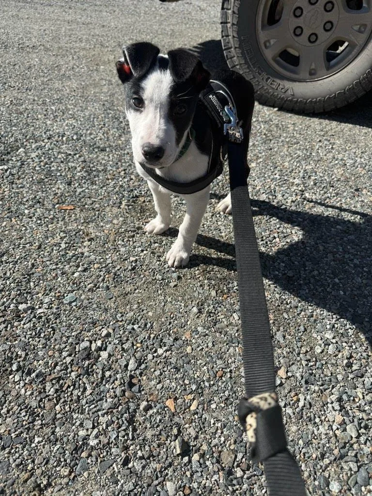 A baby medium-sized male Harlequin American Staffordshire Terrier dog named Murphy for adoption in Olympia, WA