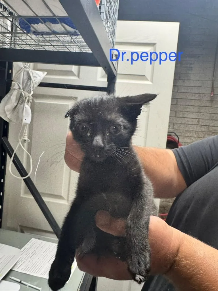 A baby medium-sized male Domestic Short Hair cat named Dr. Pepper for adoption in Shelbyville, TN