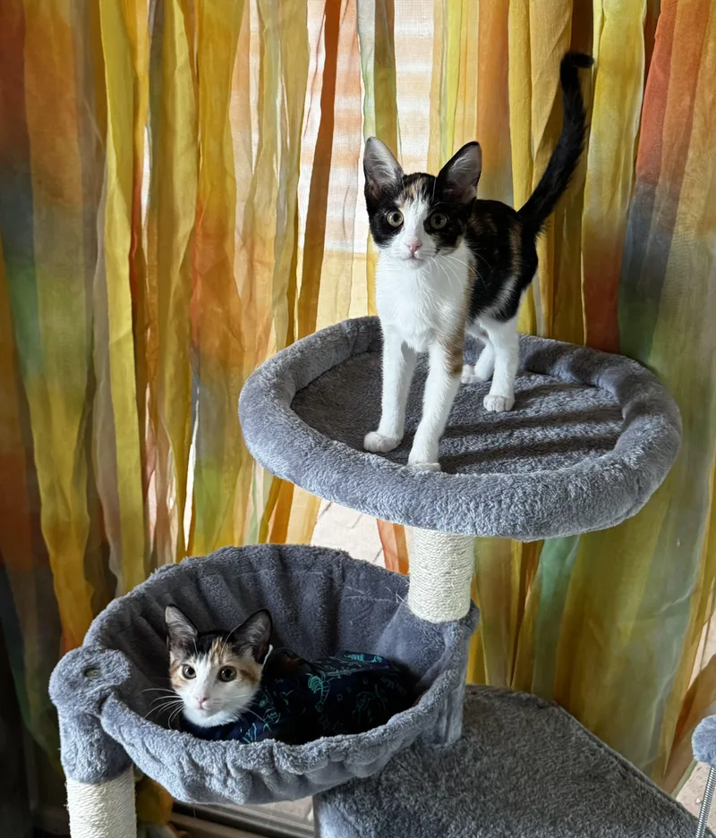A baby small-sized female Calico cat named Calypso for adoption in Tucson, AZ