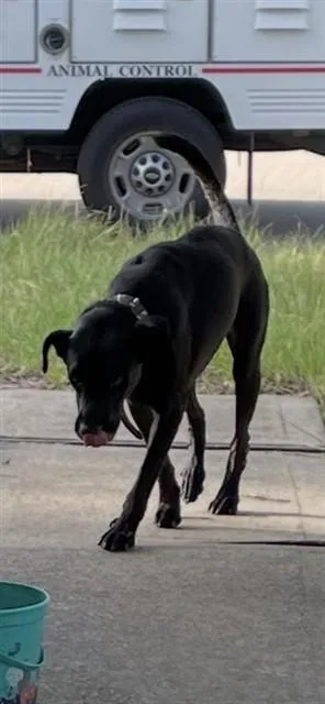 An adult medium-sized male Labrador Retriever dog named A for adoption in Houston, TX