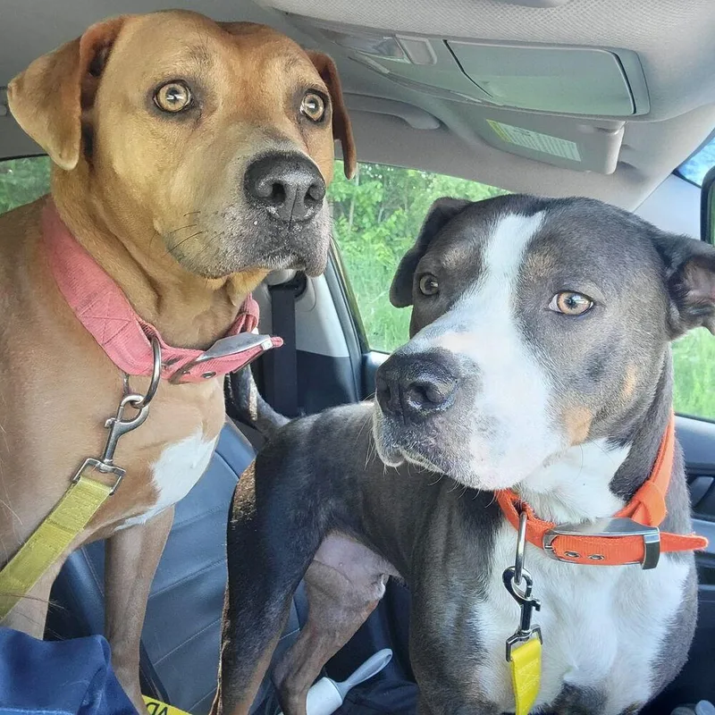An adult large-sized male Gray / Blue / Silver Pit Bull Terrier dog named Blue for adoption in Indianapolis, IN