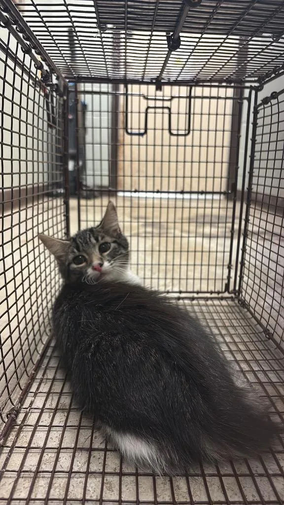A baby small-sized female Domestic Short Hair cat named Frizzy for adoption in New Braunfels, TX